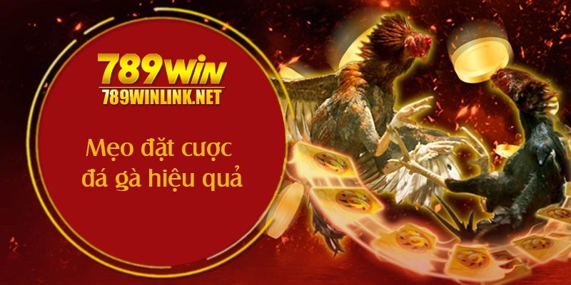 5 mẹo đặt cược đá gà hiệu quả cho người mới